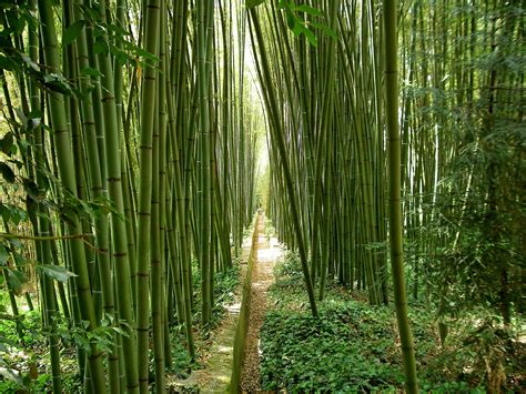 Download Free Photo Of Bamboogardenjapanese Gardensouth Of France