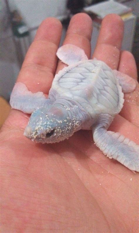 Albino Leatherback Sea Turtle Baby Aww