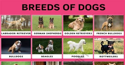Dog Breeds Different Types Of Dogs With Cool Facts 7esl Atelier