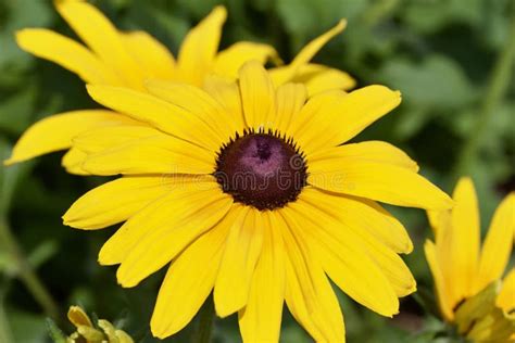 Close Up View Of A Large Bright Yellow Black Eyed Susan Flower In Full