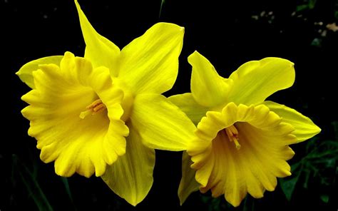 Beautiful Daffodils Flowers High Resolution Wallpaper Flowers