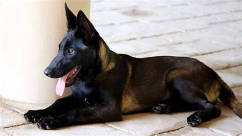 The belgian malinois should not be brindle (alternating stripes of color). Coat Color Genetics Question. - Page 1