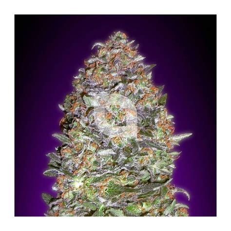 Auto Purple Diesel Semillas De Marihuana Online