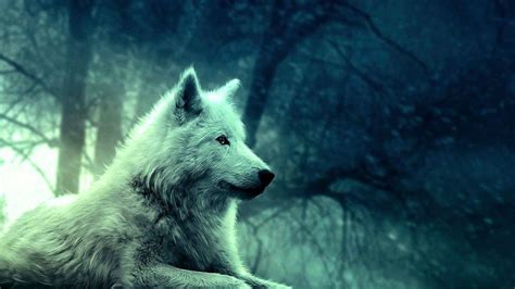 Wolves Wallpapers 2048x1152 Wolf Wallpaper 2048x1152 Wallpapers