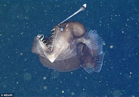Black Seadevil Fish Found In The Deep Waters Off California Coast