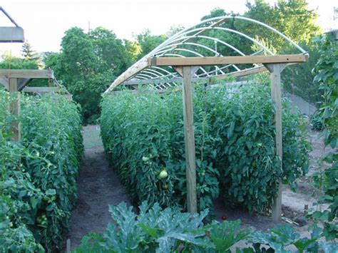 10 Tomato Garden Ideas Simphome