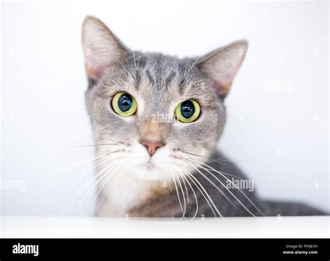 A Wide Eyed Domestic Shorthair Cat With Large Dilated Pupils Stock