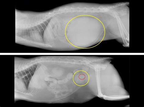 Feline Lower Urinary Tract Infection Flutd