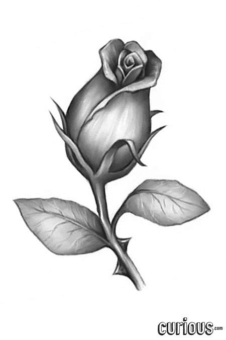 How To Draw A Rose Bud Flower Drawing Rose Bud Tattoo Drawings
