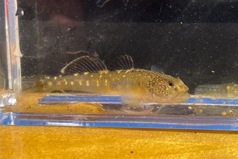 A True But Endangered Californian The Tidewater Goby Fishbio