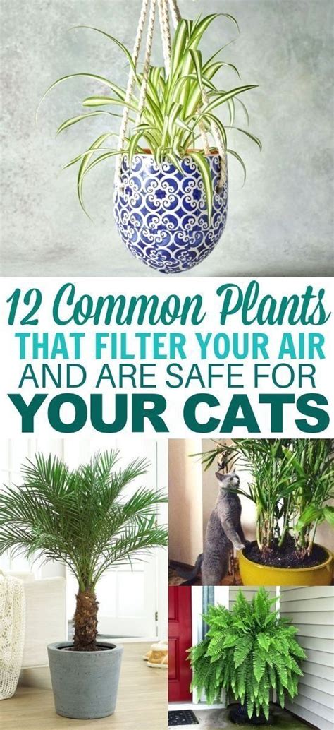 Incredible Safe Plants For Cats For Small Space Home Decorating Ideas