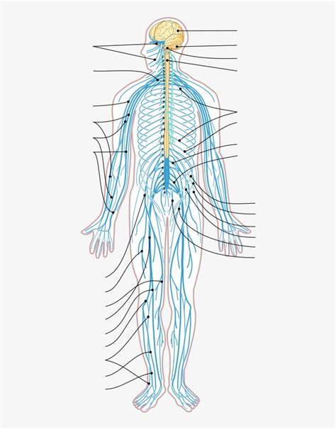 Home » human nervous system beginner's guide » nervous system diagram no labels. Unlabeled Digestive System Diagram Without Labels ~ news word