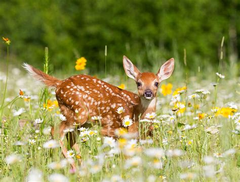 White Tailed Deer Fawn In Meadow Artofit