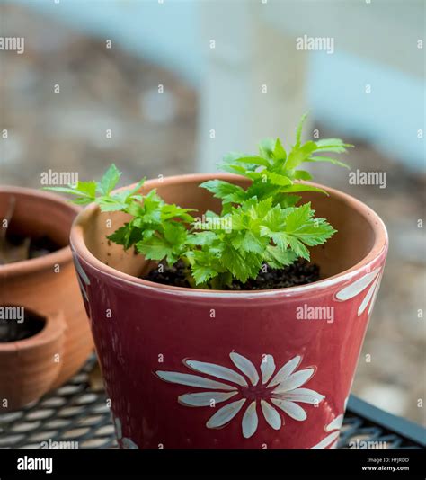 Celery Growing In Colorful Pot Looking Healthy And Fresh Stock Photo