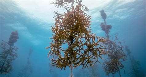 Adopt A Coral Tree This Christmas And Help Save The Great Barrier Reef