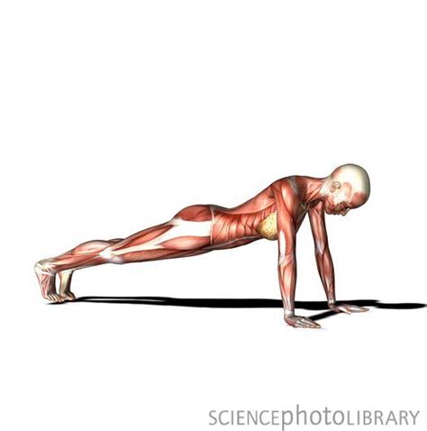 There are a lot of muscles involved in the plank variations. My PCOS Life!!: I Want a Flat Stomach!!
