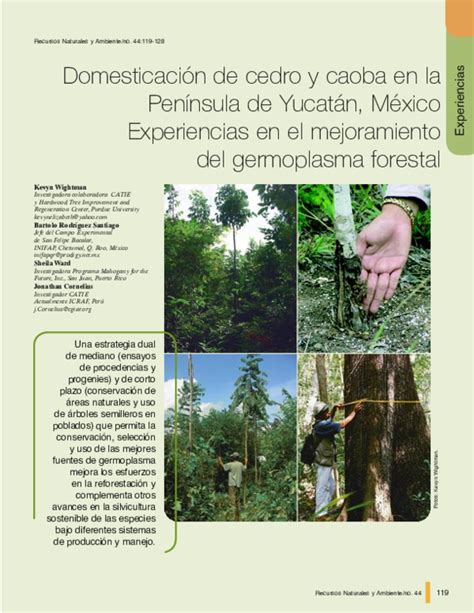 Pdf Domesticacion De Cedro Y Caoba En La Peninsula De Yucatan Mexico