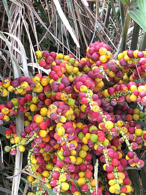 Xl Taiwan Dwarf Sugar Palm Tree Arenga Engleri Real Tropicals