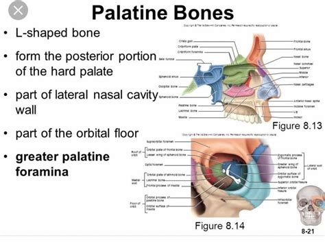 Palatine Bone Palatine Bone Palatine Anatomy And Physiology