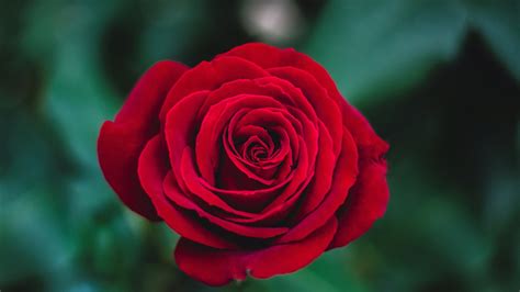 Red Rose Close Up Petals Bokeh Wallpaper 1366x768 Resolution