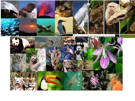 flora y fauna del ecuador collage flora y fauna porn sex picture