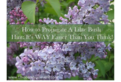 How To Propagate Lilac Bush Lilac Plant Prune Lilac