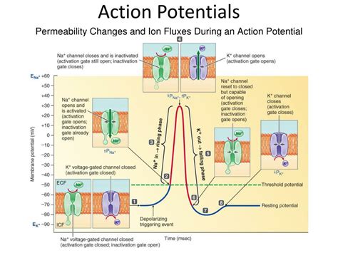 Ppt Graded Potential And Action Potential Powerpoint Presentation Id