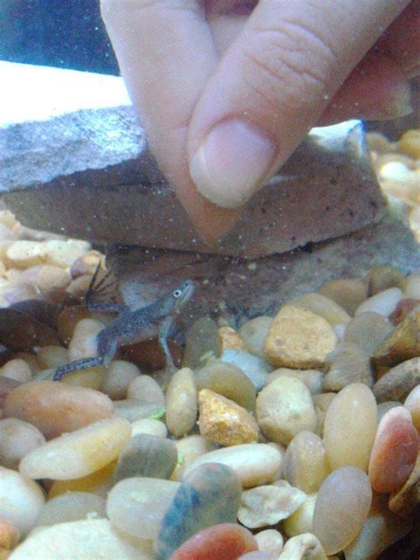 I talk more about plants for your african dwarf frog tank here. feeding calypso.jpg | Eat the frog, Dwarf frogs, African frogs