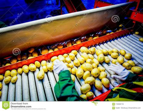 Potato Sorting Processing And Packing Factory Stock Photo Image Of