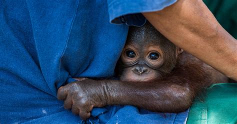 How Orphaned Orangutans Messed With A Reporters Mind The New York Times