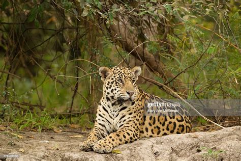 Jaguar Resting High Res Stock Photo Getty Images