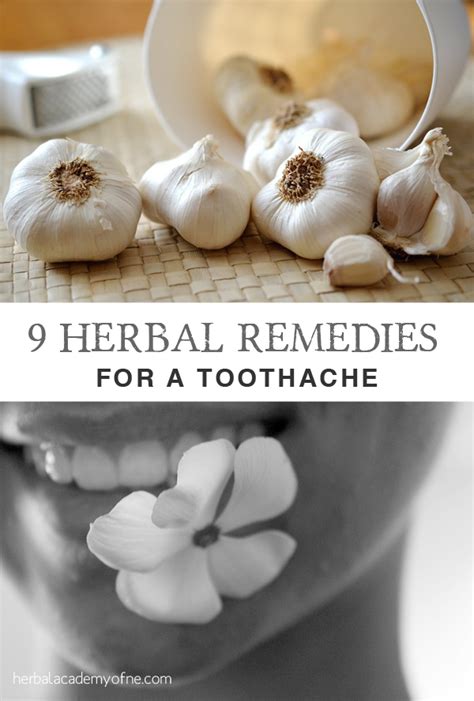 9 Herbal Remedies For A Toothache Herbal Academy