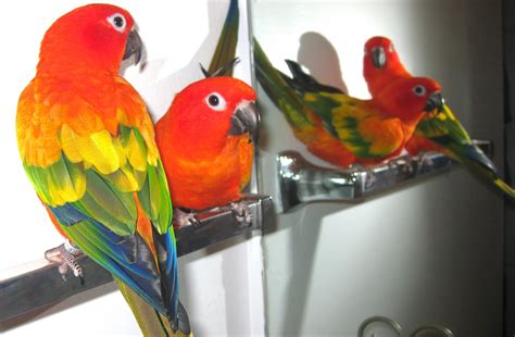 Aubries Animals Conure Hybrids