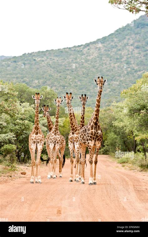 South Africa Limpopo Marakele National Park Group Of Giraffes