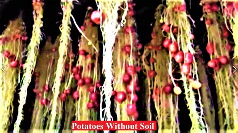 Amazing High Tech Hydroponic Aeroponic Potatoesgrowing Plants Without