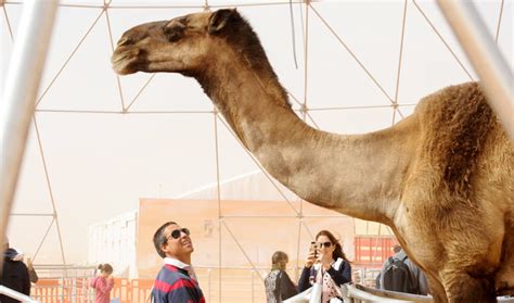 رأيت أنواع مختلفة من الإبل وعرفت أكثر حول ألوانها وأحجامها وأصولها. Steps underway to organize camel races in Saudi Arabia ...