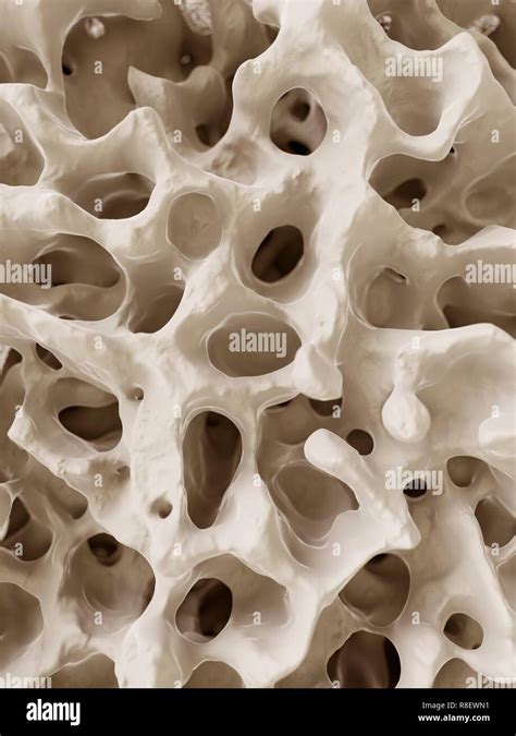 Ilustración De La Estructura ósea Humana Fotografía De Stock Alamy