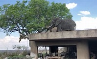 VIDEO: Elephant walks on roof at Sabi Sabi resort