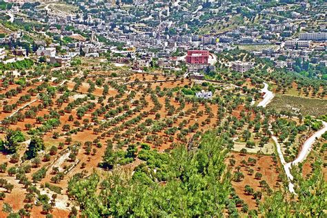 Olive Trees From Ajlun Castle Jordan Photograph By Ruth Hager Fine