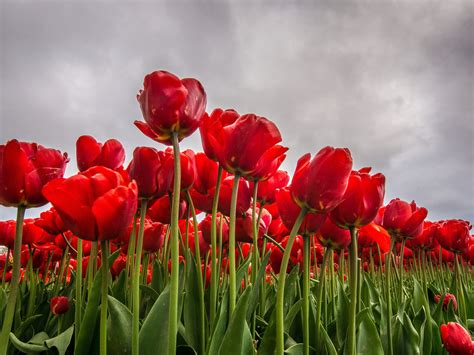 Download Wallpaper The Sky Clouds Flowers Clouds Spring Tulips
