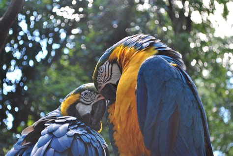 Blue And Yellow Macaw Full Hd Wallpaper Photo Coolwallpapersme