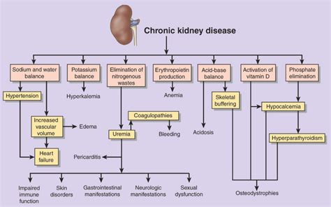 Pathophysiology Of Renal Disease Image Chapter 26 Acute Renal