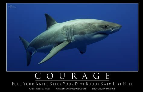 Courage Swim Like Hell Shark Motivation Courage Shark Love You