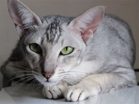 Gato Oriental De Pelo Largo