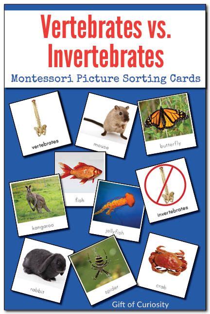 Vertebrates Vs Invertebrates Picture Sorting Cards Montessori