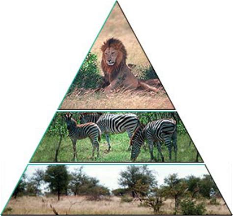 Food chains source:www.tes.comfig:food chainsthe transfer of food energy from one trophic level to another trophic level in an ecosystem by the repeat. Food chain & food web - Savanna
