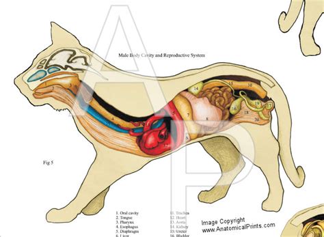 Get body smart includes exceptional interactive tutorials on the human skeletal system, muscular system, muscle physiology, nervous system, circulatory system, respiratory system, urinary system, and histology. Cat Internal Anatomy Poster 24 X 36