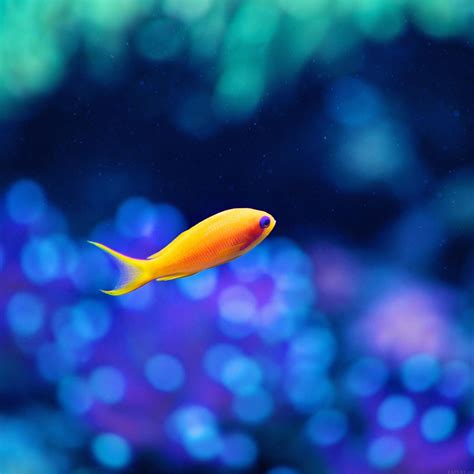 Cute Fish Ocean Sea Animal Nature Ipad Air Wallpapers Free Download