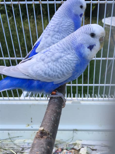 Beautiful Blue Parakeets So Pretty Love Birds Pet Pet Birds Blue