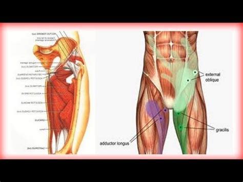 Tight hip flexors can cause serious discomfort. Pin on StrongLIfts